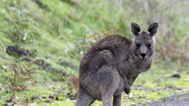 Controversial ... animal groups move to stop increased exporting of kangaroo meat.
