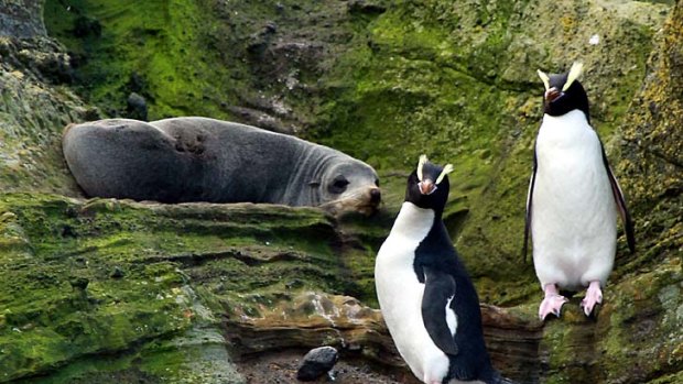 A pair of erect-crested penguins and a fur seal on the Antipodes Islands.