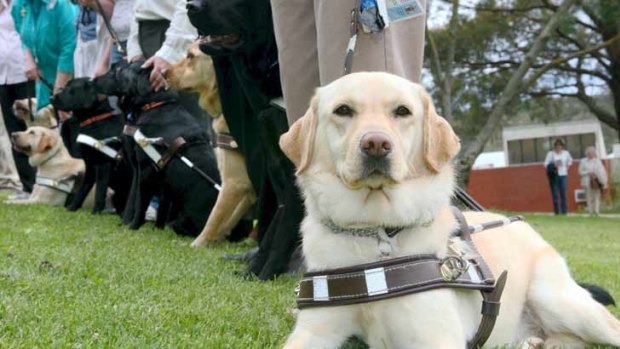 Paws for thought ... research how charities, such as Guide Dogs Victoria, will use your donations.