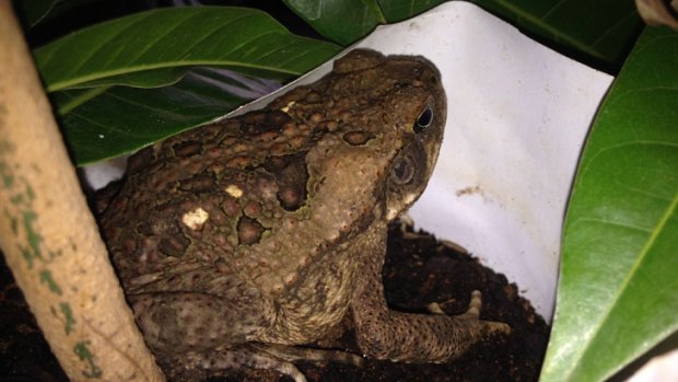 Cane toads were discovered in the fruit plants which had been loaded onto a lorry at Kununnura.