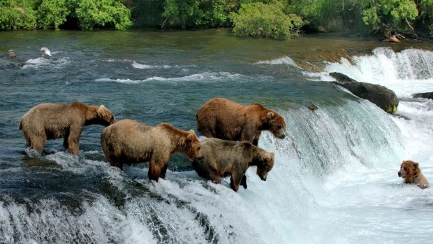 Bears fishing for salmon in Alaska.