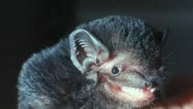 The Gould's wattled bat helped halt clearing in the Leard State Forest.