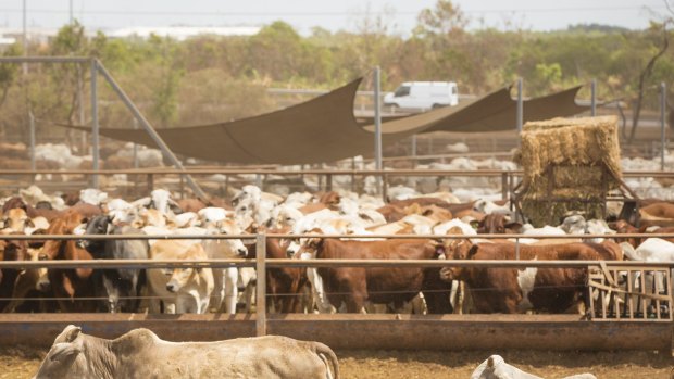 Chinese investors will be looking closely at the regulatory decisions over the Kidman cattle empire.