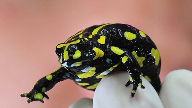 Fewer than 100 southern corroboree frogs remain in the wild.