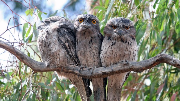 A trio of owls at the Serendip Sanctuary in Lara.