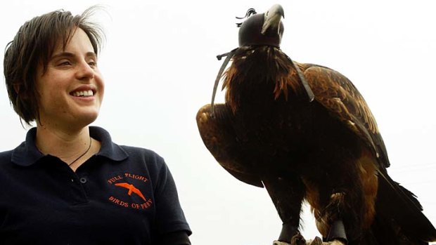 September 2009: Erin Werner of Full Flight Birds of Prey with Zorro, a wedge-tailed eagle that was going to be used to scare away the seagulls at the MCG before the grand final.