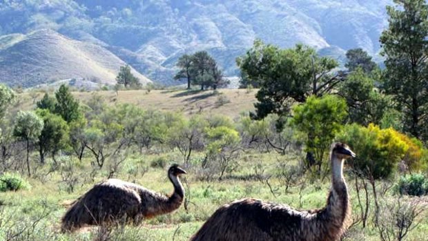 Bird's-eye views ... emus check out visitors at Brachina Gorge.