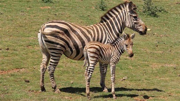 Werribee Open Range Zoo’s Melako and mum Shani (Plains Zebras) are popular with visitors along the Safari Tour route.