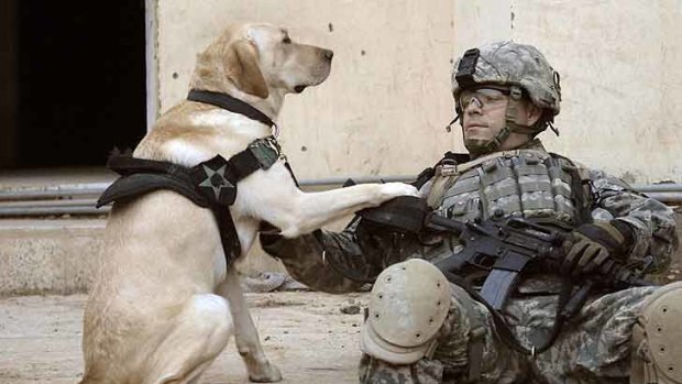 Man's best friend ... US Army Staff Sergeant Kevin Reese and his military working dog Grek in Iraq.
