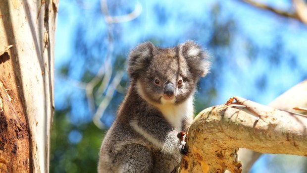 The Otways have a strong koala population.