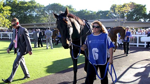 Crowds get a close look at Black Caviar before her victory in the Group 1 BTC Cup at Doomben.