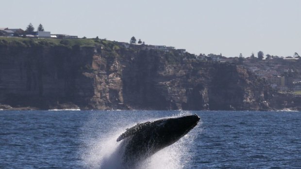 Humpback whales play off the coast of Sydney.
