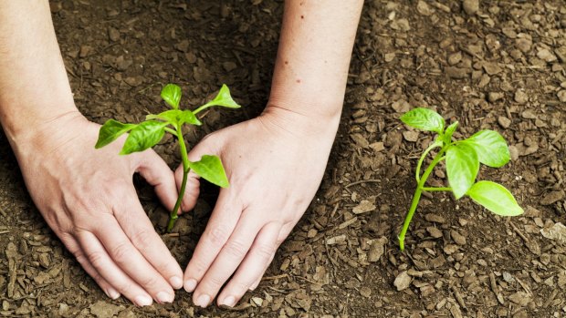 How to grow an entrepreneur: Victorian students are growing seedlings to learn about business. 