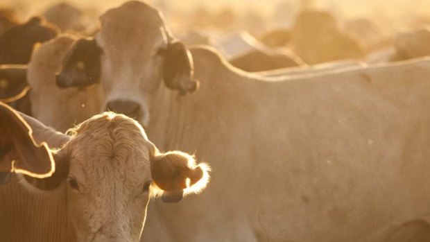 Cattle import permits have not been issued because of Australia's suspension of trade.