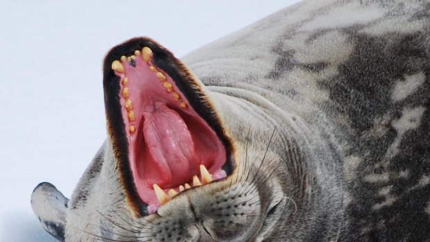 A leopard seal.