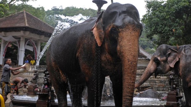 Handlers in Kandy, Sri Lanka, wash their elephants before a religious festival, Esala Perahera, that features elephants as a tourist drawcard.