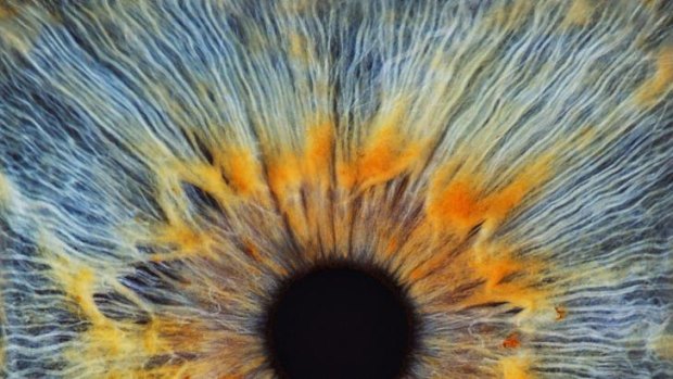 Unique: Researchers are piecing together the complex workings of the human eye.