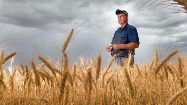 Ron Hards on his wheat farm near Millewa.