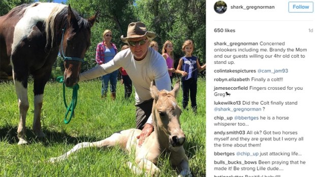 Greg Norman and the foal that broke his heart on the weekend.
