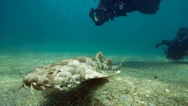 A juvenile wobbegong shark, born in captivity at Sydney Aquarium as part of Sea Life Conservation Fund’s breeding program, is released into Cabbage Tree Bay Aquatic Reserve, Manly.