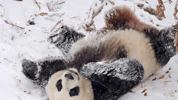 Giant panda Mei Xiang plays in the snow at Smithsonian National Zoo.