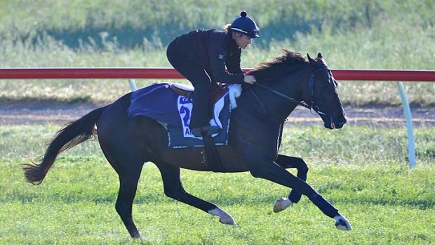 French perfection ... Melbourne Cup favourite Americain strides out at Werribee recently.