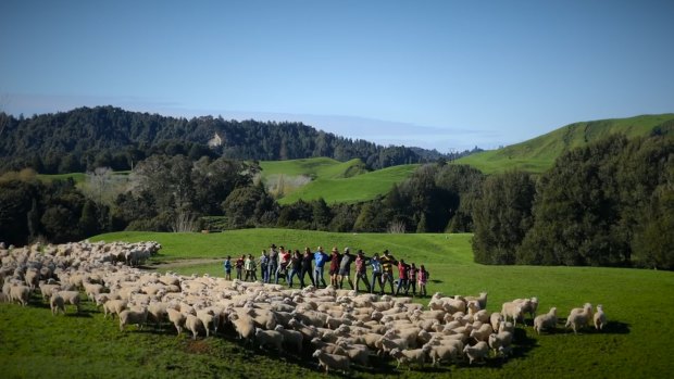 A flock of sheep gets in on the action in StepUp Taranaki's dance video.