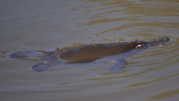 Platypus in the wild at Walkabout Creek.