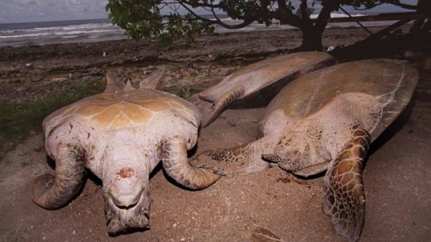 Survivor: The man found on the Marshall Islands said he ate turtles he caught barehanded.