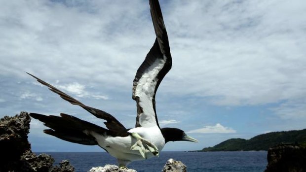 A Brown booby nesting at Norris Point.