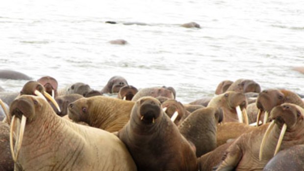 Women and children first ... tens of thousands of walruses, mainly mothers and their calves, have crowded on to a beach in Alaska because their usual home has vanished.