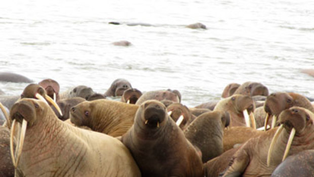 Women and children first ... tens of thousands of walruses, mainly mothers and their calves, have crowded on to a beach in Alaska because their usual home has vanished.