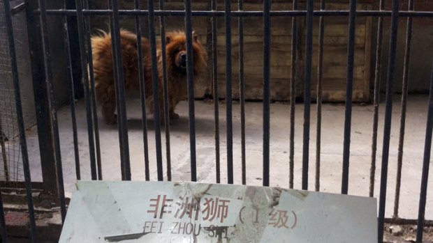 Bark worse than his bite: a Tibetan mastiff looks out from a cage near a sign which reads 'African lion' in Luohe zoo in Luohe in central China's Henan province.