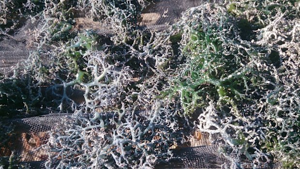 Dead seaweed on Tablolong beach, Kupang, in August 2013.