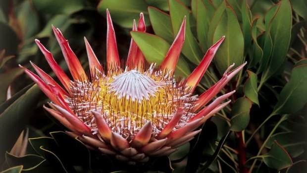 Plant species include the king protea.