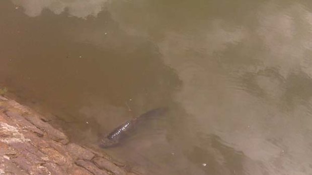 The appearance of a lungfish in Breakfast Creek has excited environmentalists.