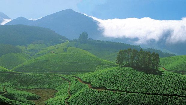 Tea farms in Kerala, India.