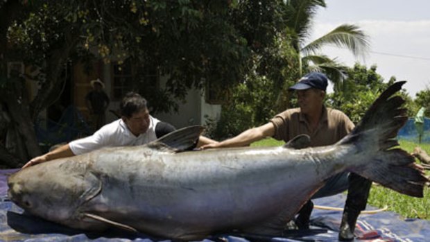 A giant Mekong catfish, weighing 292 kilograms, caught in northern Thailand in 2005.