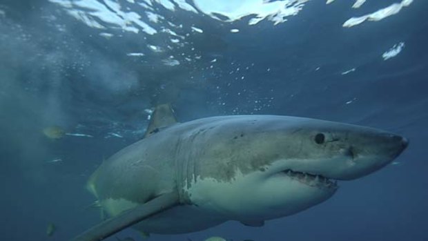 Misunderstood … a great white shark.