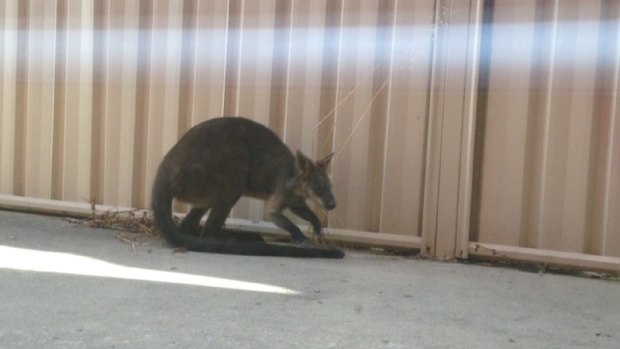 Contrary to rumour, the swamp wallaby was not looking for a craft beer during his visit to Braddon.