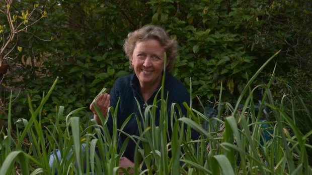 Good as gold: Penny Woodward with one of her garden beds containing numerous varieties of garlic.