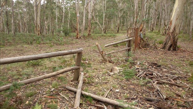 A fence smashed and a wallaby slaughtered by illegal hunters.