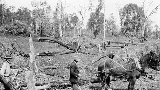 Sam Archer's grandfather, Jack, clearing land in the 1920s.
