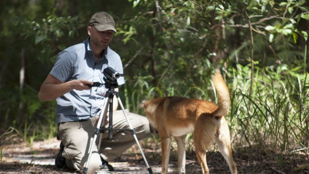 Rob Appleby taking video of dingoes on Fraser Island. 