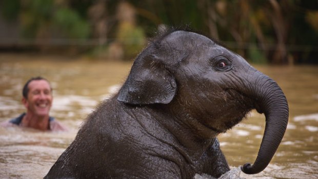 Melbourne Zoo's baby Asian elephant, Mali, takes a dip.