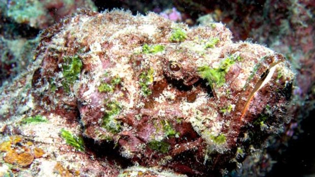 Stonefish are well camouflaged but are even more difficult to detect if in sand, seaweed or rock
