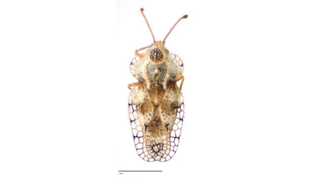 A new species of Lacebug Lasiacantha discovered at Charles Darwin Reserve, WA. 