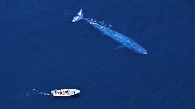 Whale watch: a smartphone app could prevent deaths.