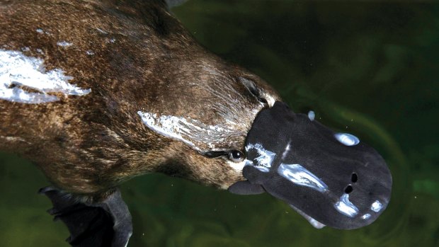 Platypus