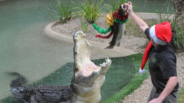 Elvis the crocodile receiving a Christmas treat from a keeper last week.